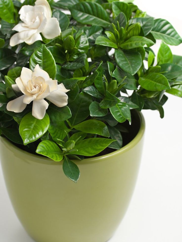 Gardenia