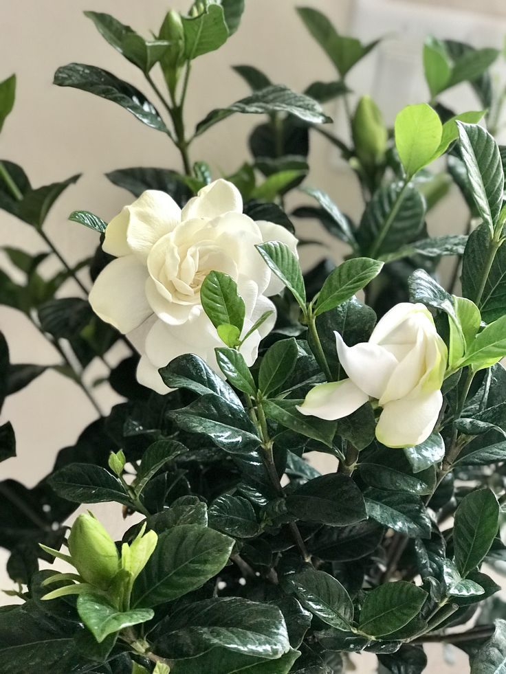 Gardenia