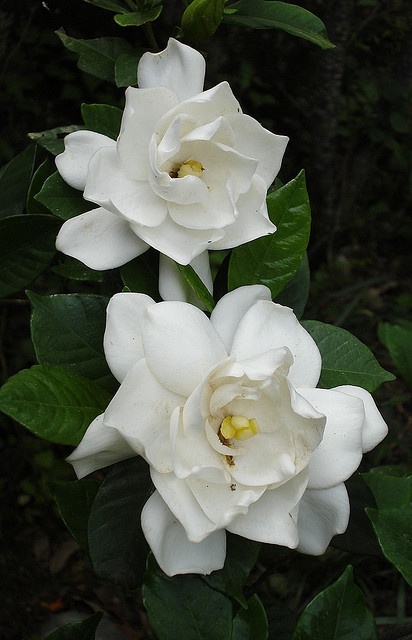 Gardenia