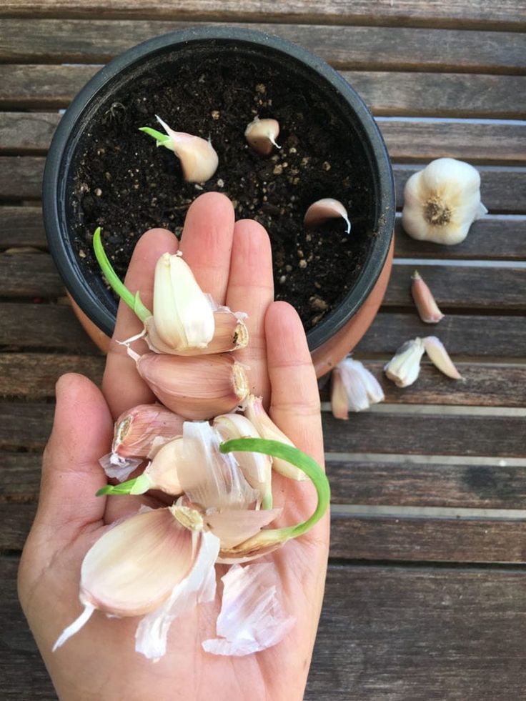 Garlic Clove Planting