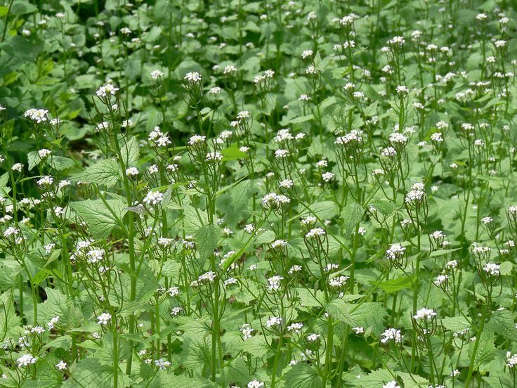 Garlic Mustard