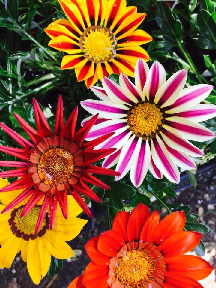 Gazanias