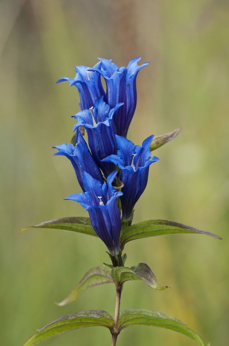 Gentian