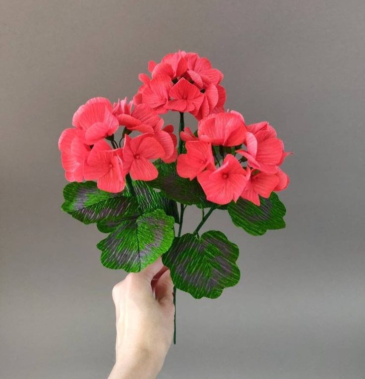 Geraniums