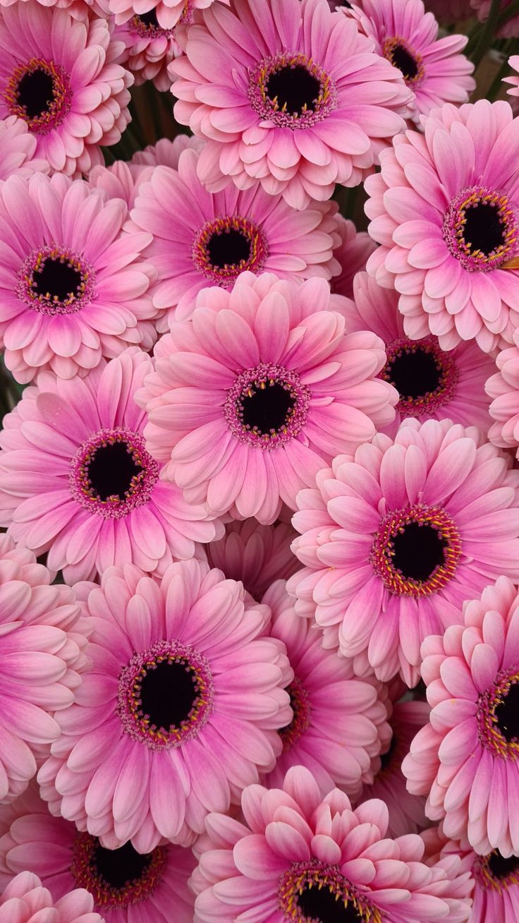 Gerbera Daisy