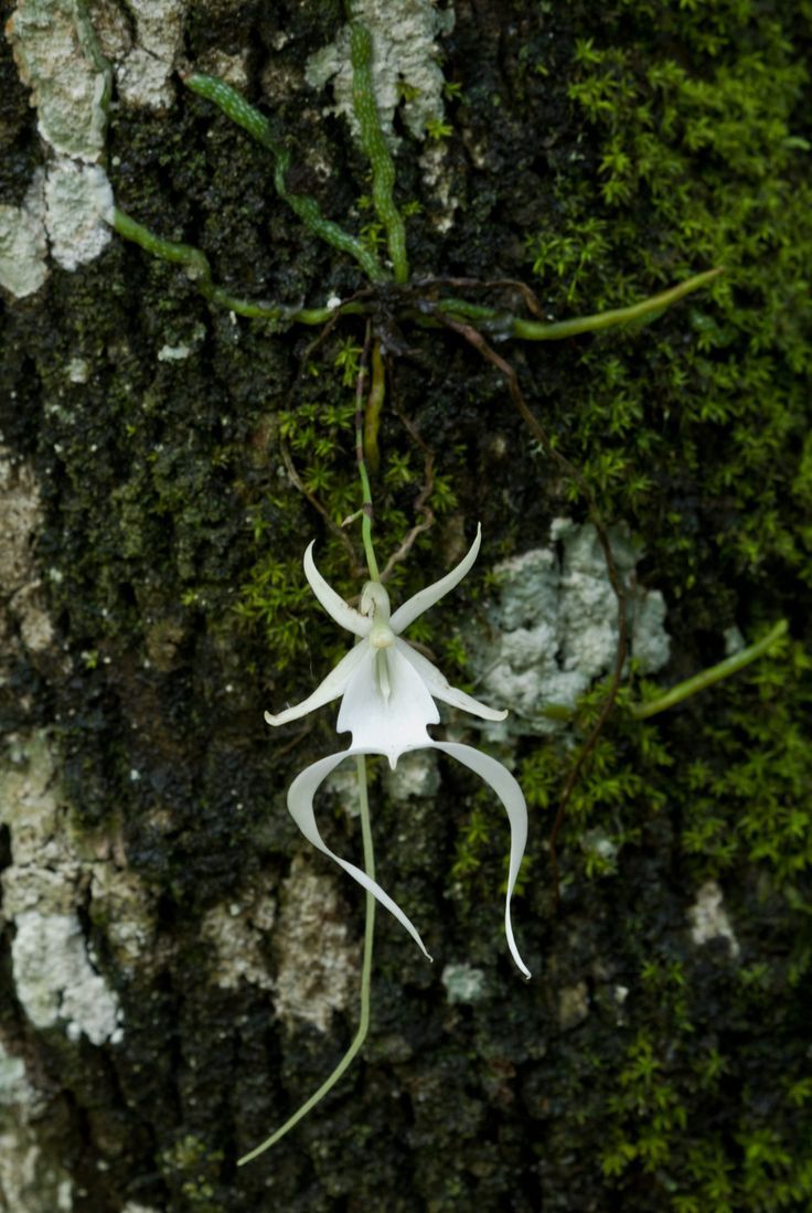 Ghost Orchid