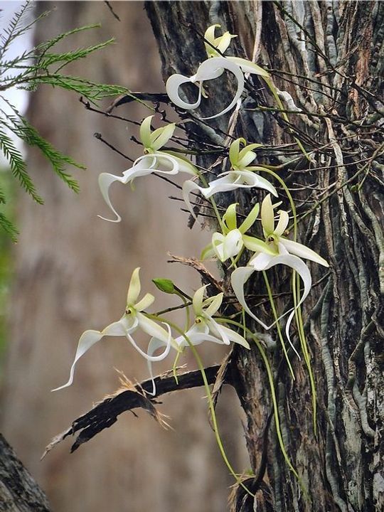 Ghost Orchid