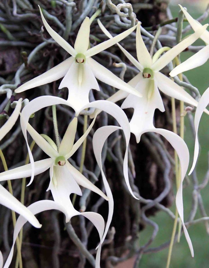 Ghost Orchid