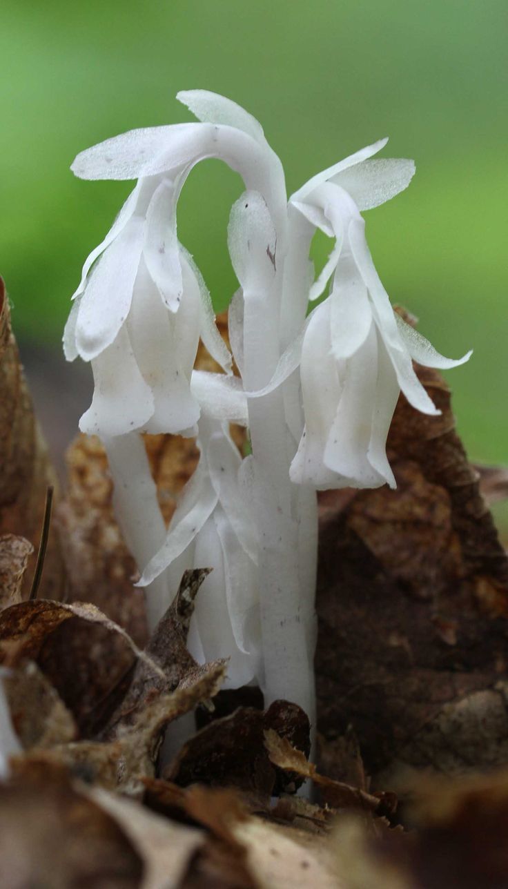 Ghost Plant