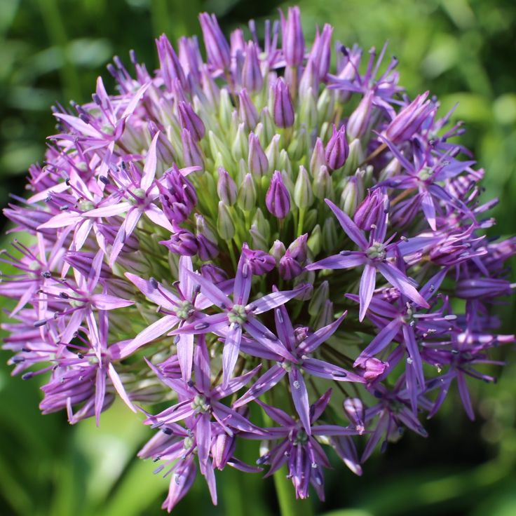 Giant Allium