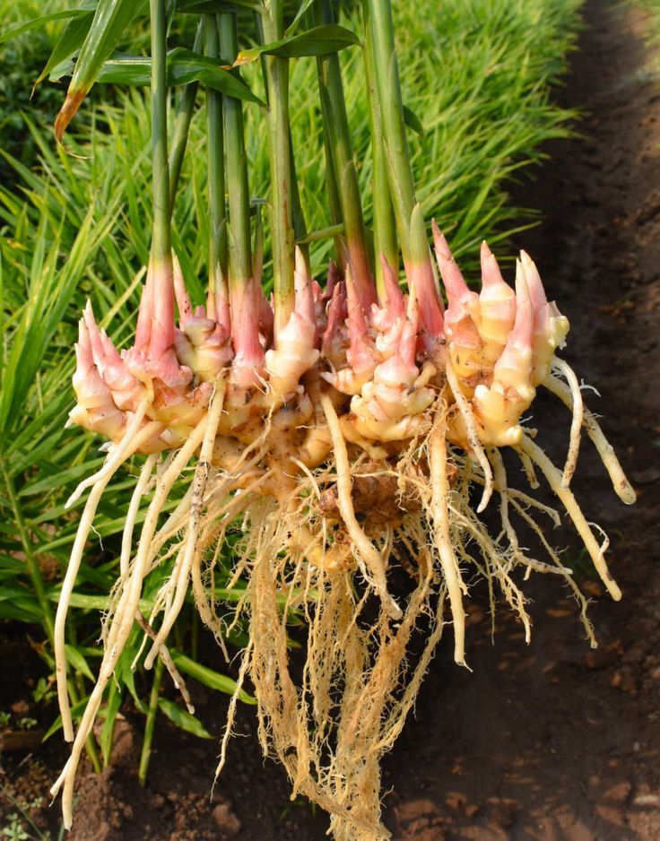 Ginger Root Growth