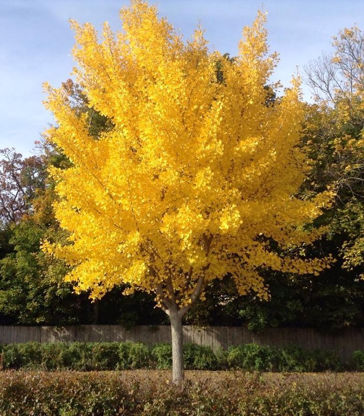 Ginkgo Biloba