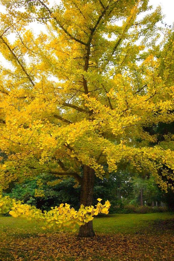 Ginkgo (Female)