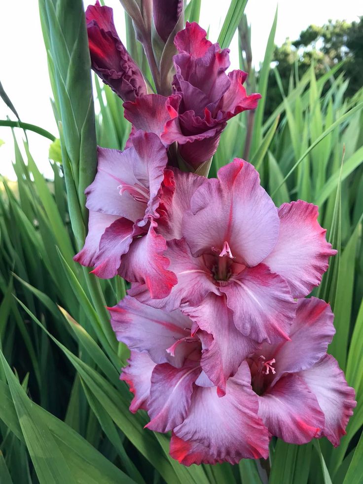 Gladiolus