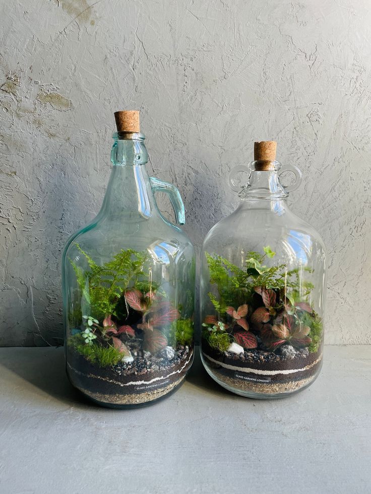 Glass Terrariums