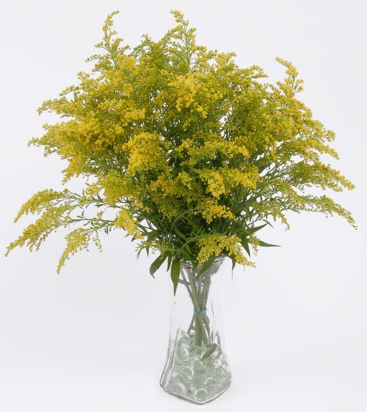 Goldenrod