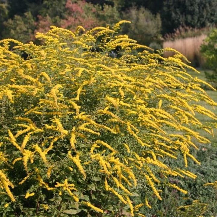 Goldenrod (Solidago)