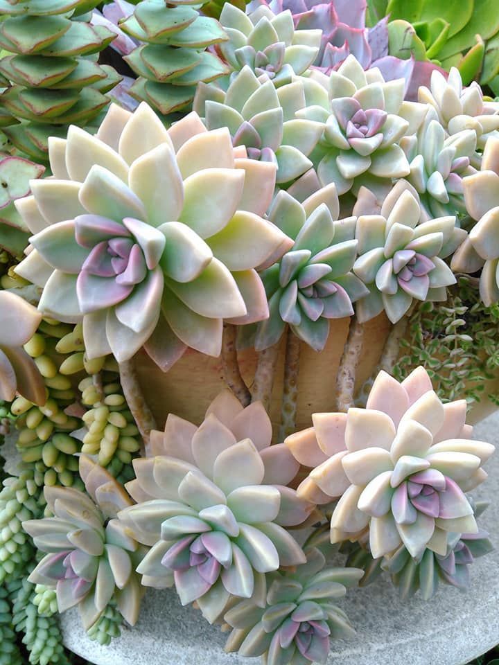 Graptopetalum Paraguayense