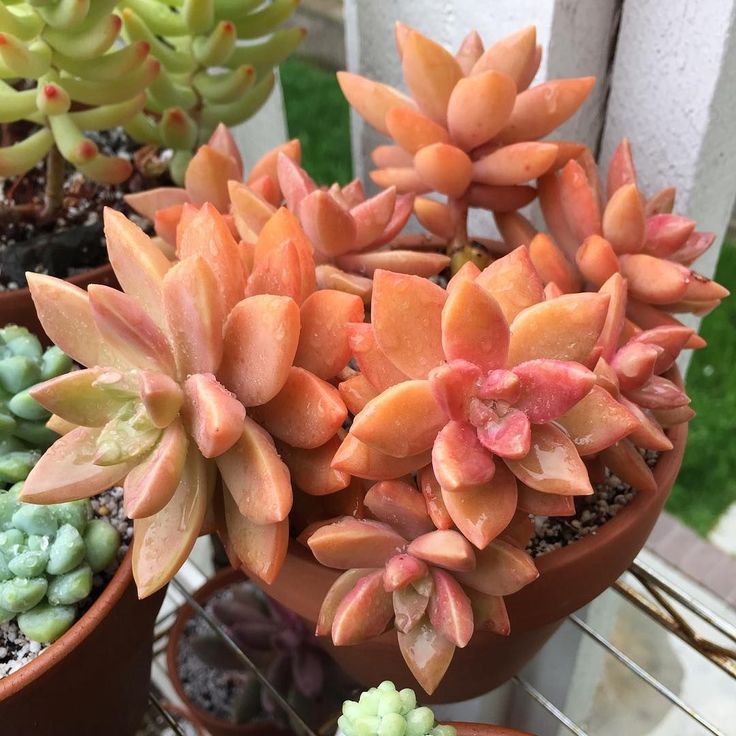 Graptosedum 'California Sunset'