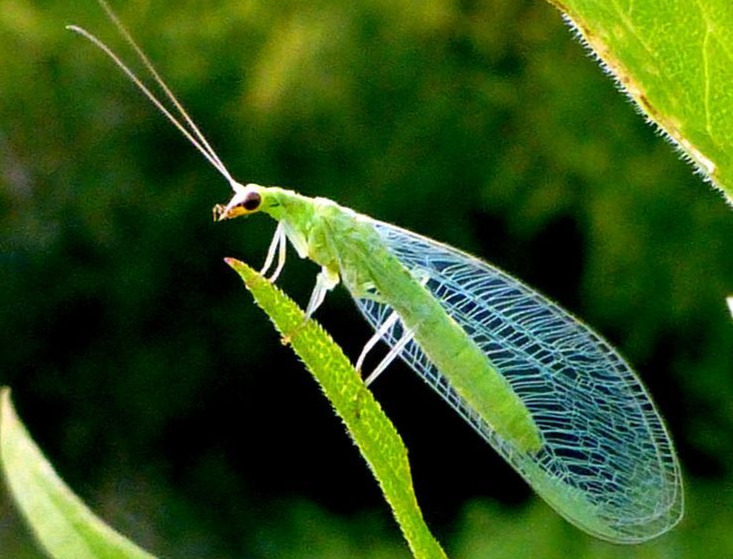 Green Lacewing