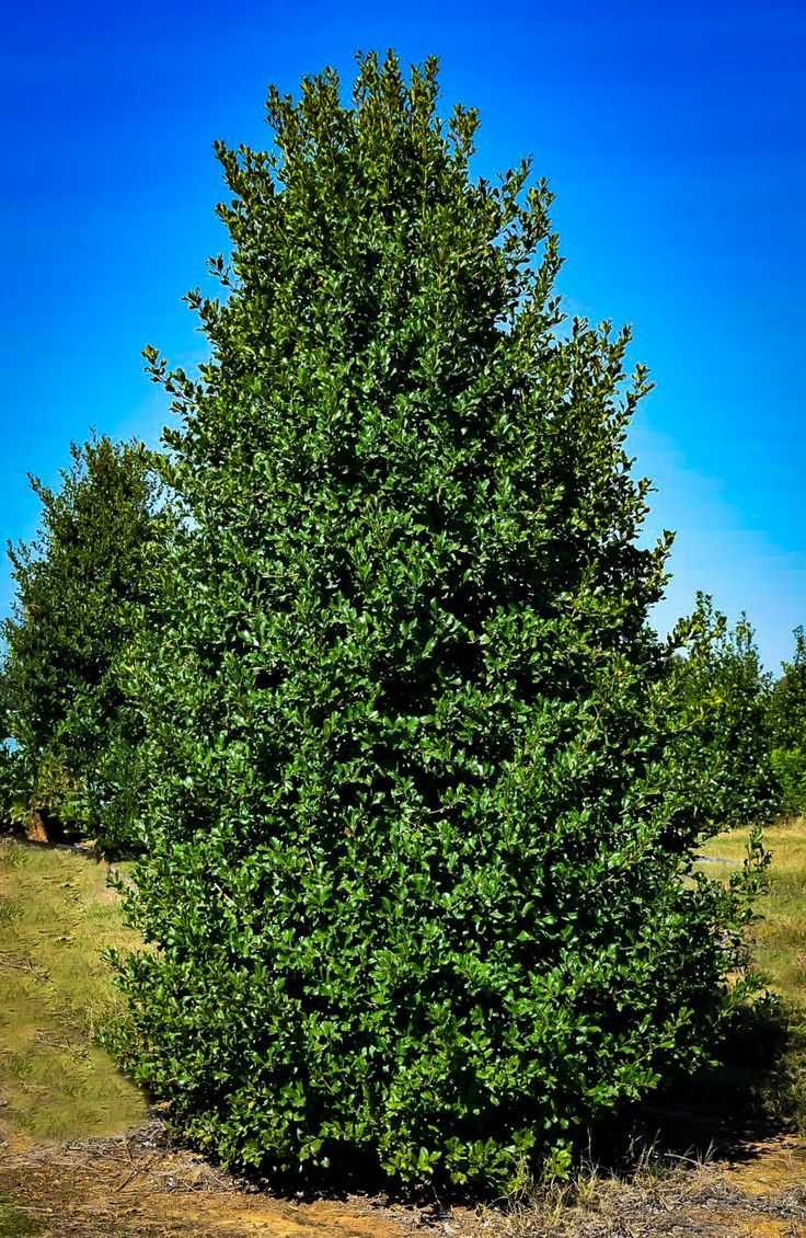 Greenleaf American Holly