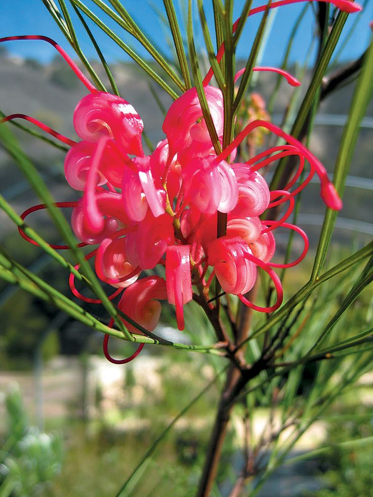 Grevillea (Grevillea victoriae)