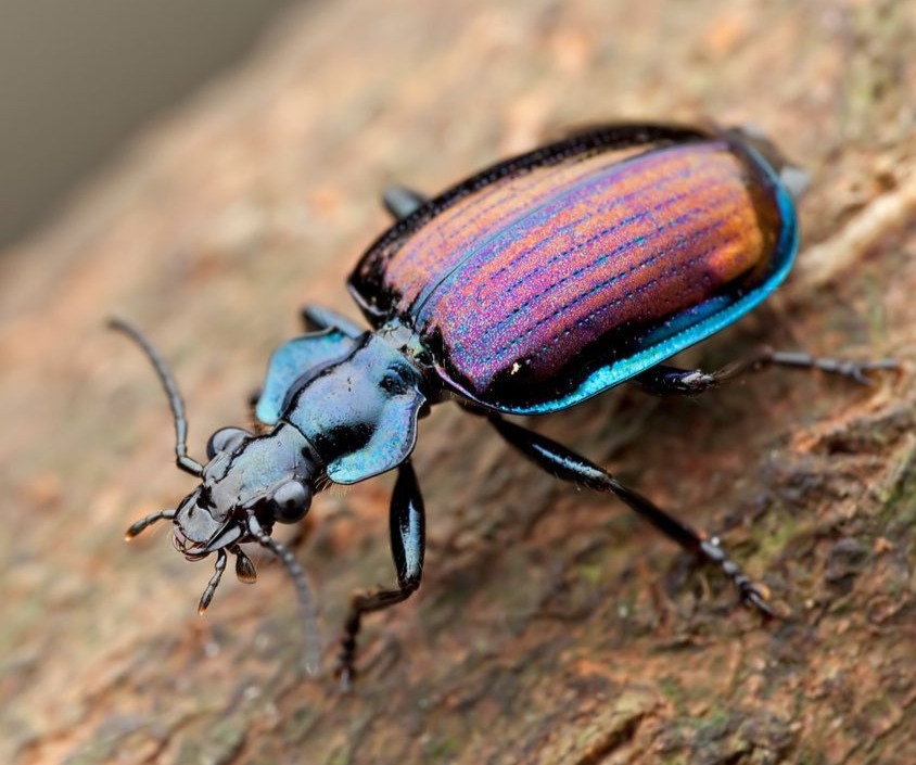 Ground Beetle