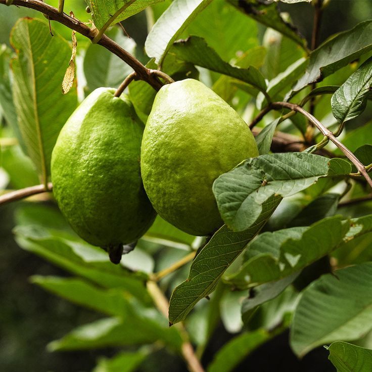 Guavas