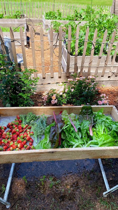 Harvest Remaining Vegetables