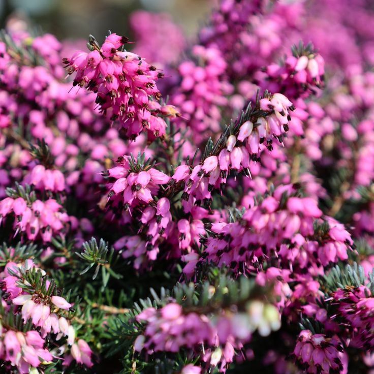 Heather (Erica carnea)