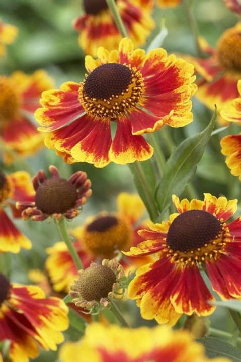 Helenium