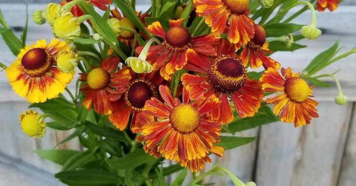 Heleniums