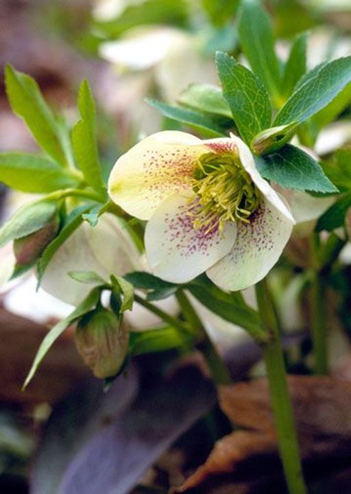 Hellebore