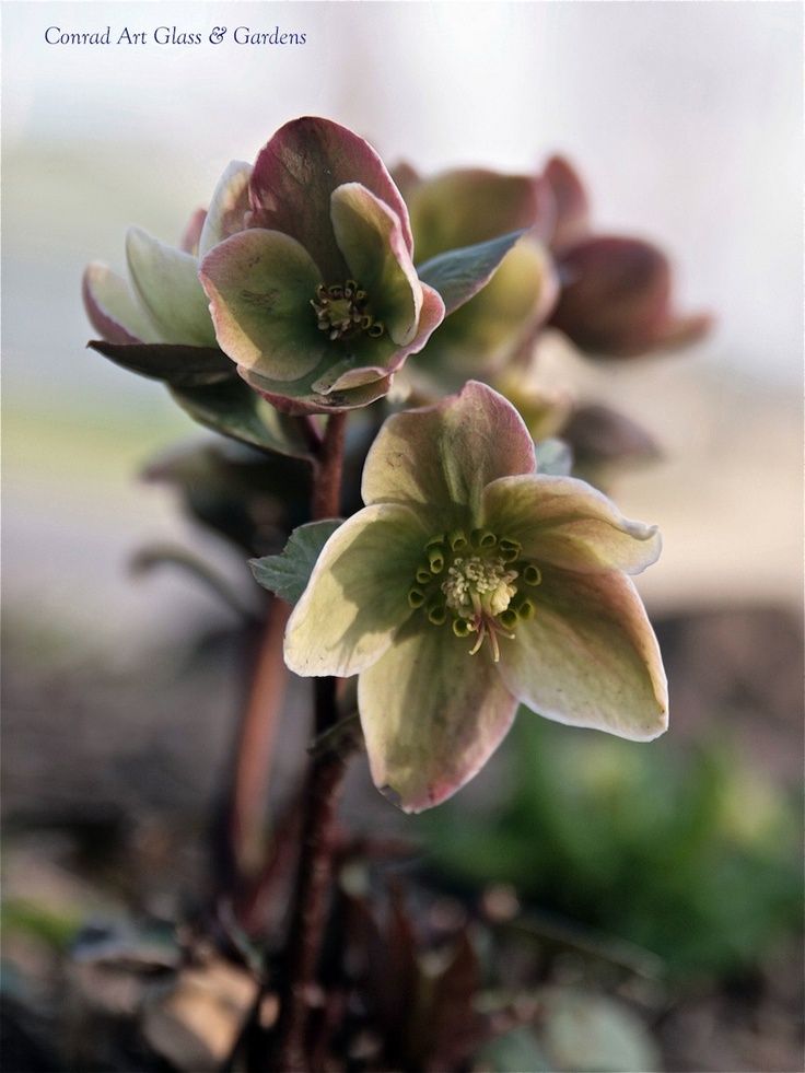 Hellebore