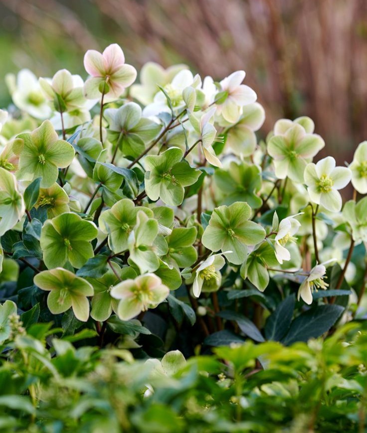 Hellebore