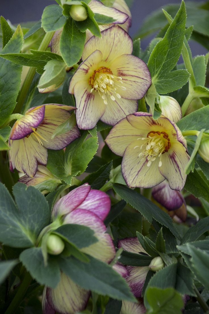 Hellebore (Lenten Rose)