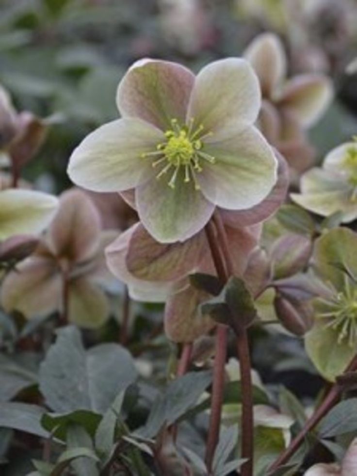 Hellebores