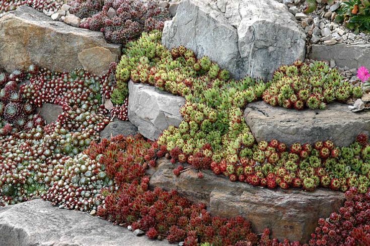 Hens and Chicks