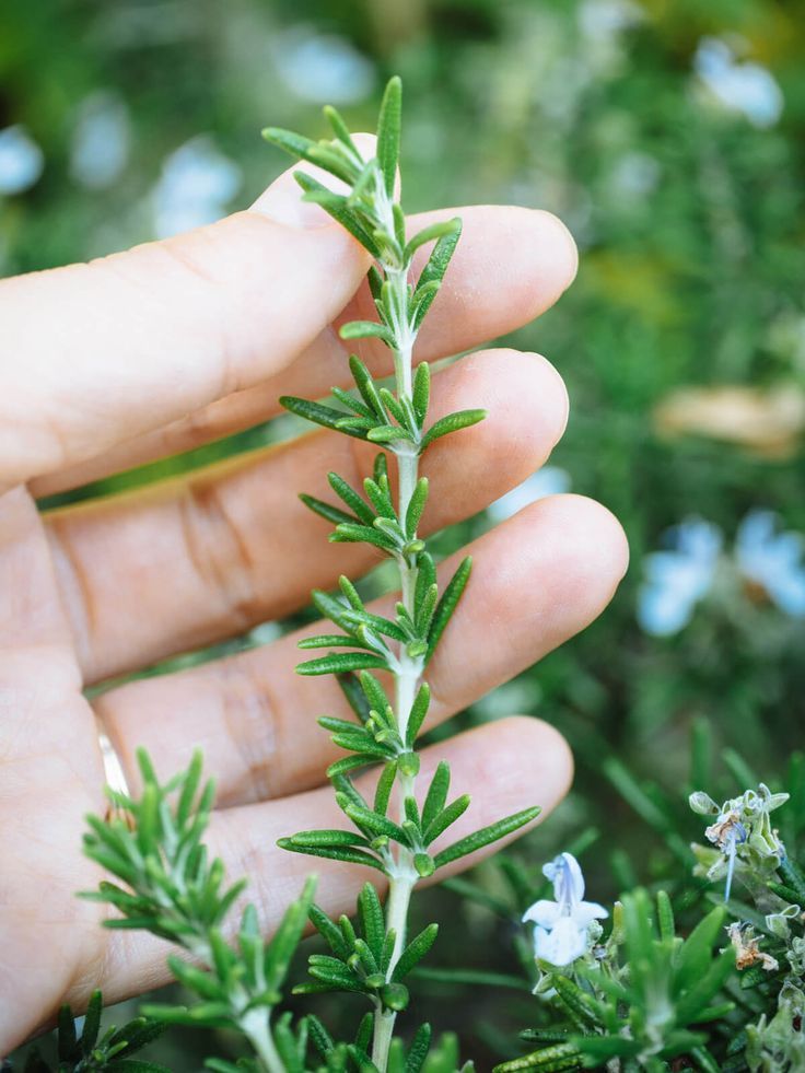 Herbs (Thyme and Rosemary)