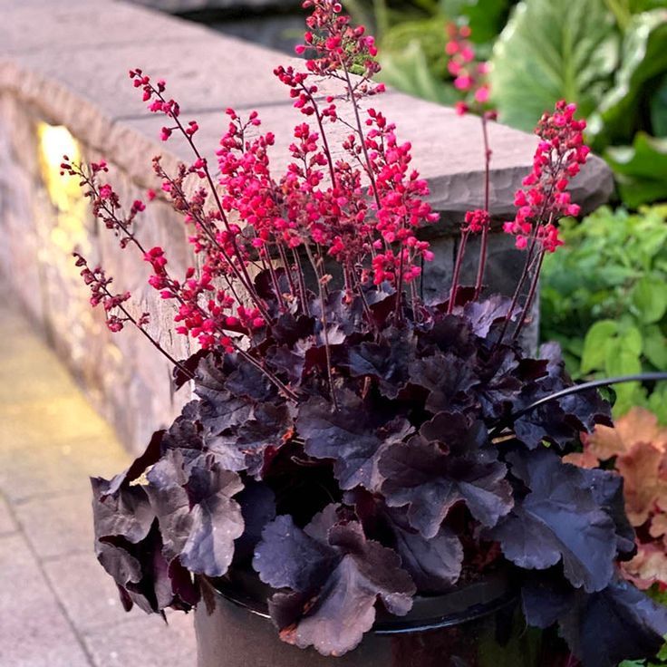 Heuchera