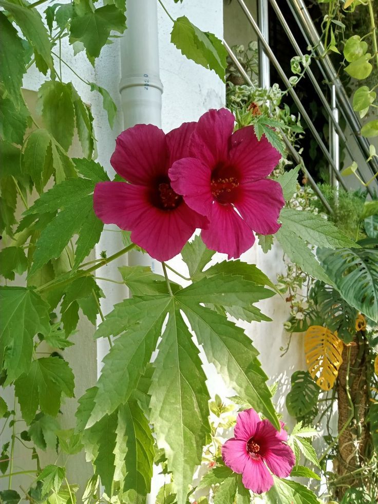 Hibiscus