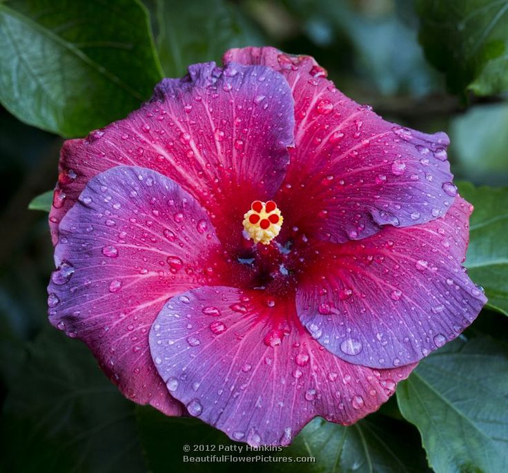 Hibiscus