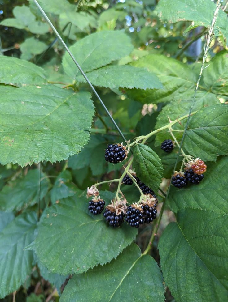 Himalayan Blackberry