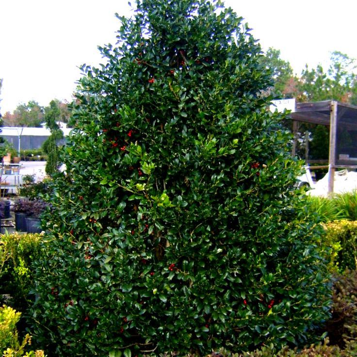 Holly Hybrid ‘Festive’