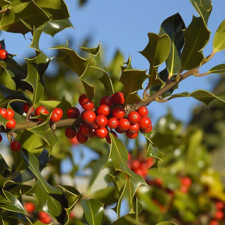 Holly (Ilex)