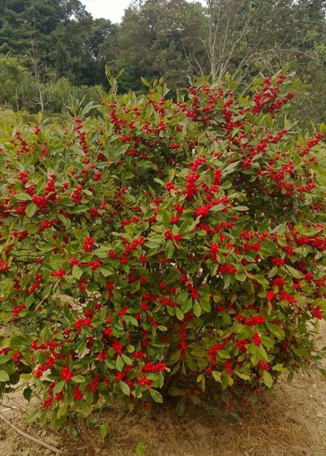 Holly (Ilex)