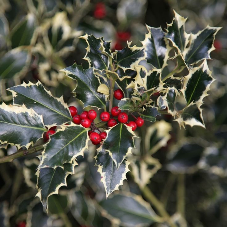 Holly (Ilex aquifolium)