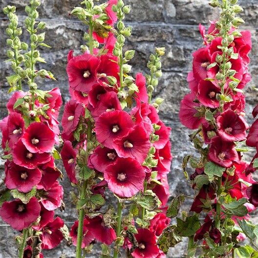 Hollyhock