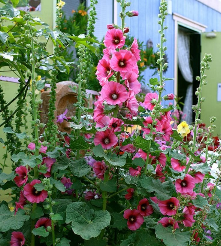 Hollyhocks