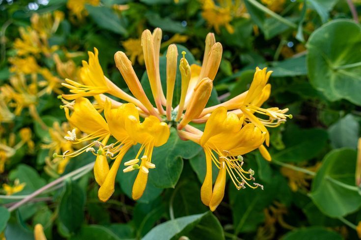 Honeysuckle (Lonicera spp.)